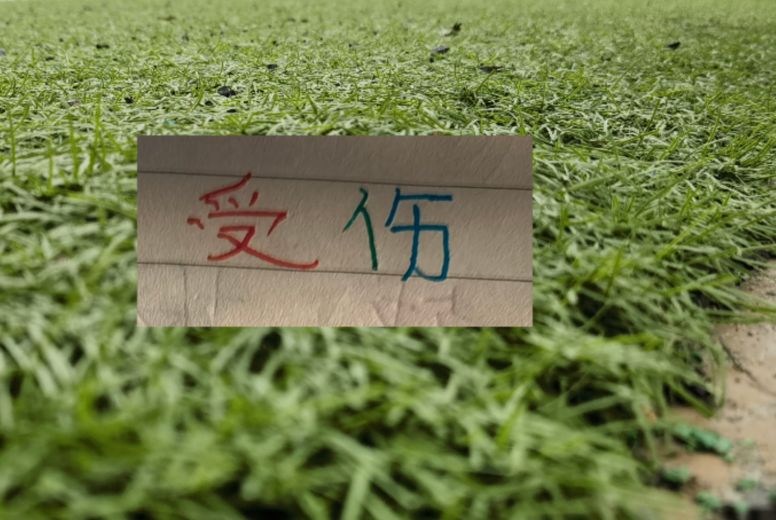 九游娱乐-也是扯平！重庆让了李镇全+阿马杜 申花伤特谢拉 盖伊